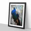 Gorgeous Peacock Bird - Picture Frame Painting Print-55608727-55608728