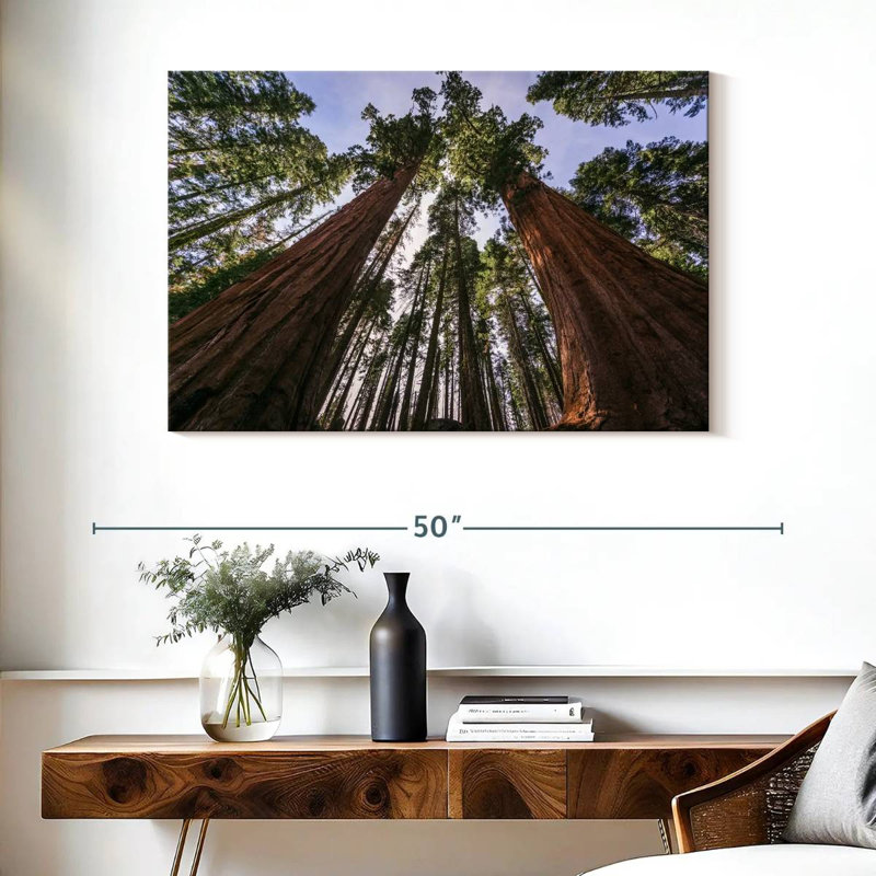 Sequoias From Below, 26" H x 39" W