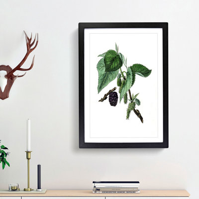 Black Mulberry Plant Illustration - Framed Print