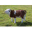 Statue vache debout