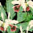 Green/Black/White/Red
