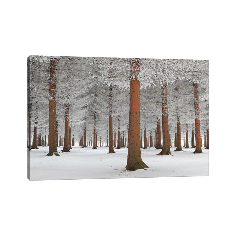 Magical Forest by Dragisa Petrovic - Wrapped Canvas Print, 20.32 cm H x 30.48 cm W