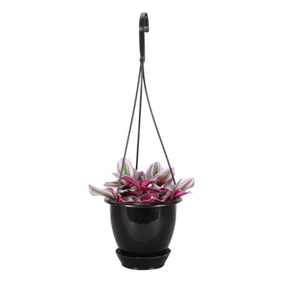 Live Tradescantia Nanouk Plant