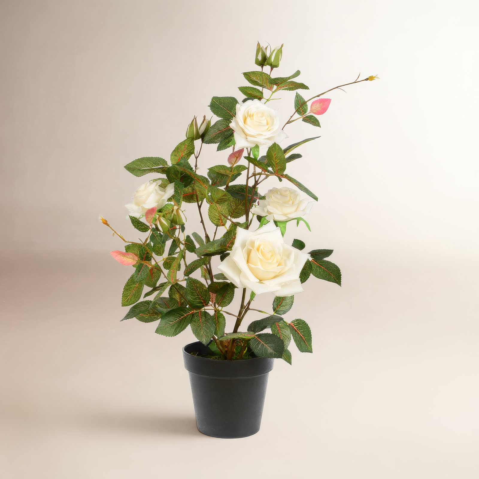 21" Rose Plant in Pot, White