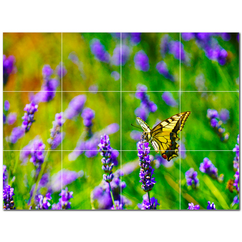 Papillon photo 8 x 8