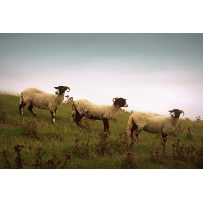 Wooly Friends I - Wrapped Canvas Painting