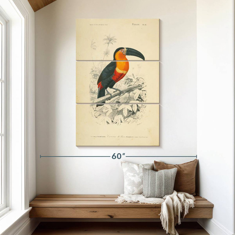 Brampton Toucan Du Para, H 50 po x l 32 po