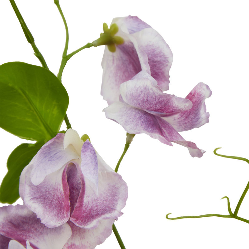 Anastasija Arrangement, Purple
