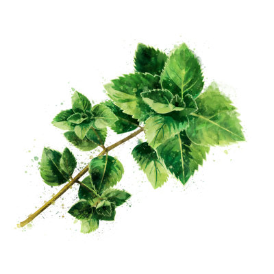 Ljube menthe sur fond blanc sur toile par Conceptcafe
