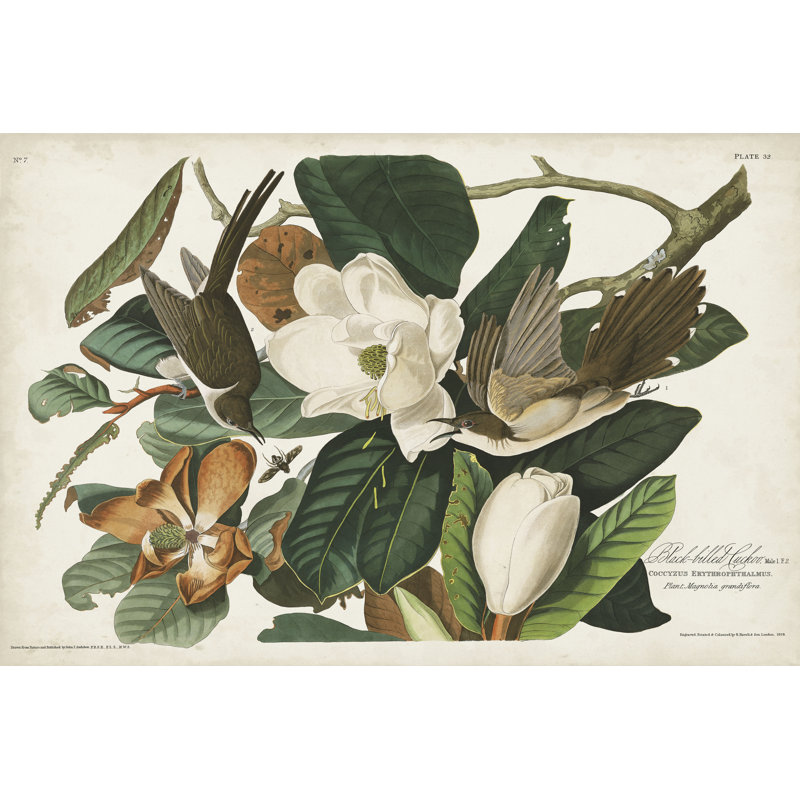 «Pl 32» par John James Audubon, impression couché sur toile tendue, H 8 po x l 12 po
