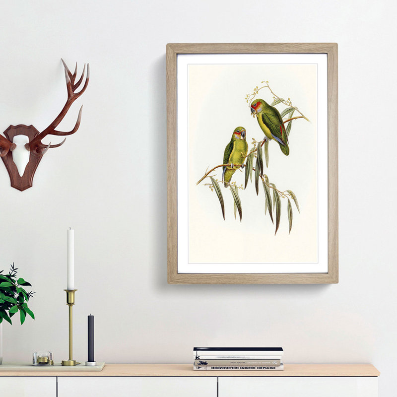 Coxen's Parakeets by Elizabeth Gould - Picture Frame Painting Print, 36cm H x 27cm W x 2cm D, Oak Framed