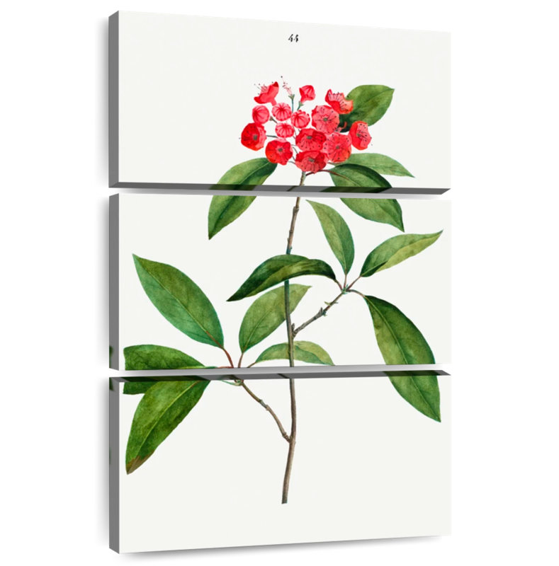 Keiri Mountain-Laurel Kalmia Latifolia