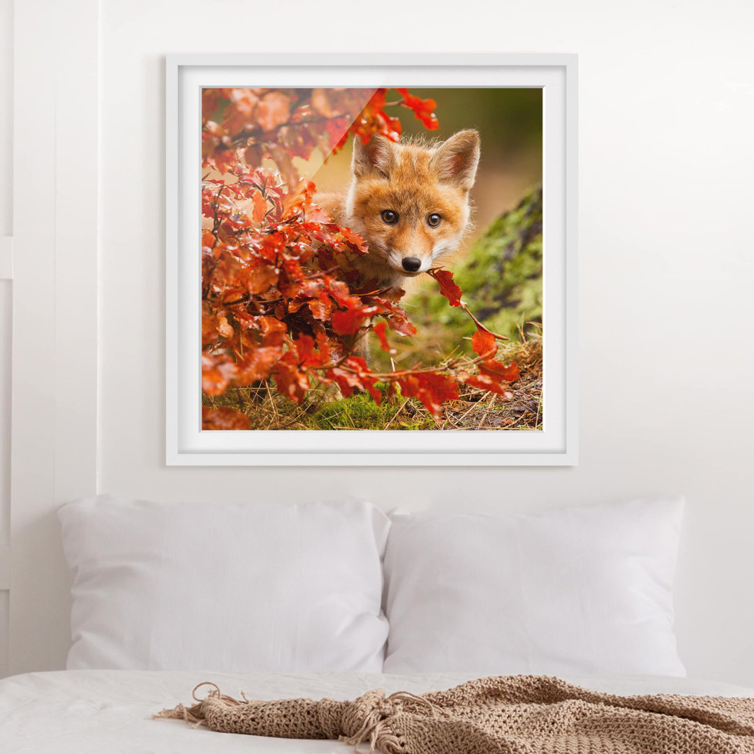 Gerahmtes Poster Fox in Fall