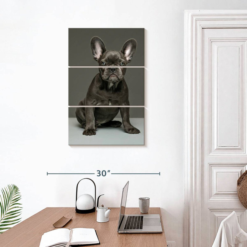 Chiot bouledogue français Brampt
