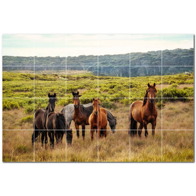 Photo de cheval 8 x 8