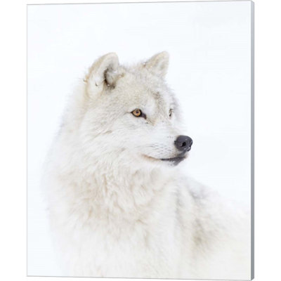 " Portrait Of An Arctic Wolf " by Jim Cumming