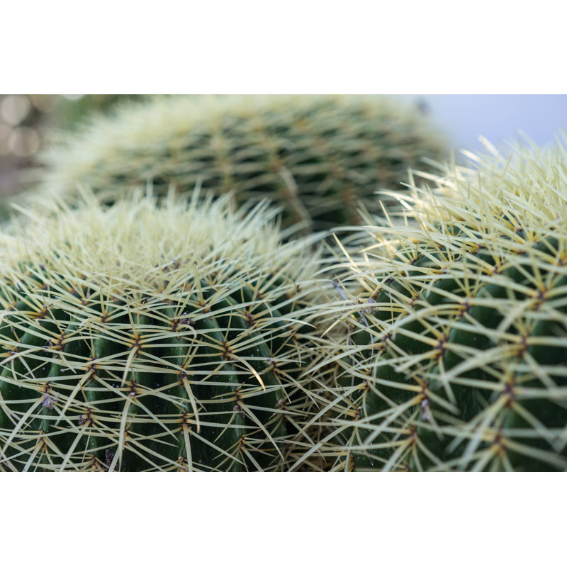 Echinocactus Grusonii - photographie sur toile tendue, H 24 po x l 36 po