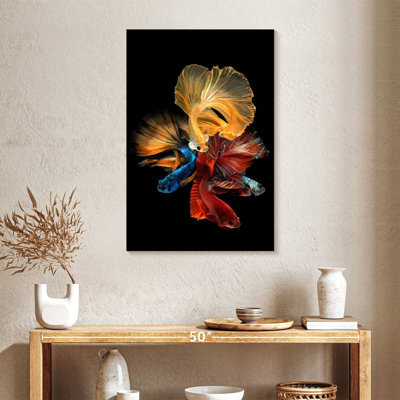 Poissons Betta qui coulent