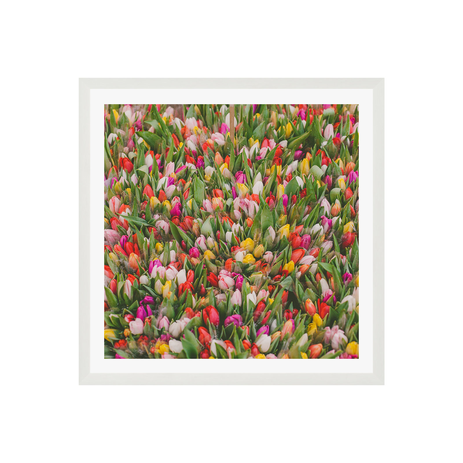 Thyrome "Rainbow Tulips" Print by Hello Twiggs, No, White Floater Framed, 12" H x 12" W x 2" D