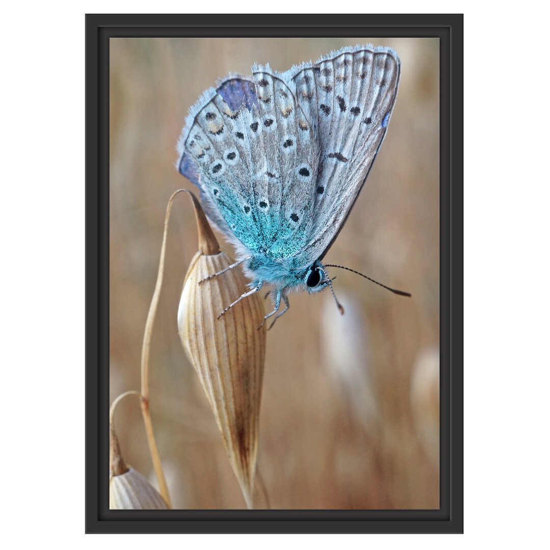 Gerahmtes Wandbild Schmetterling auf Blume Natur Tier