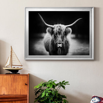 " Photography Study Highland Cattle "