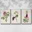 Jolies roses botaniques, ensemble de 3 pièces encadrées sur toile V-97706213-97706215