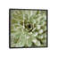 «Succulent VI», impression sur toile-28627797-72452073-72452072