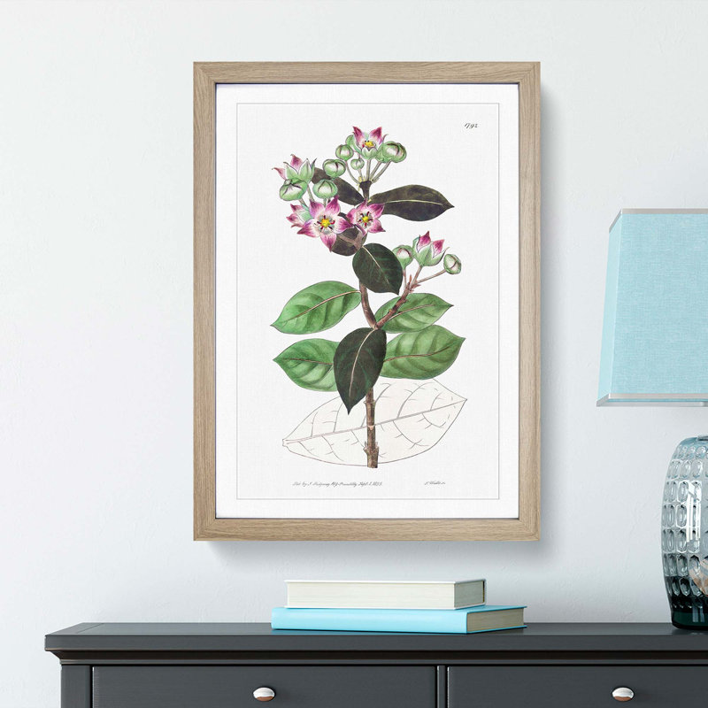 Milkweed Flowers - Picture Frame Painting Print, 65cm H x 48cm W x 2cm D, Oak Framed