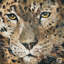 «Leopard», impression sur toile-29483645-73625867-73625868