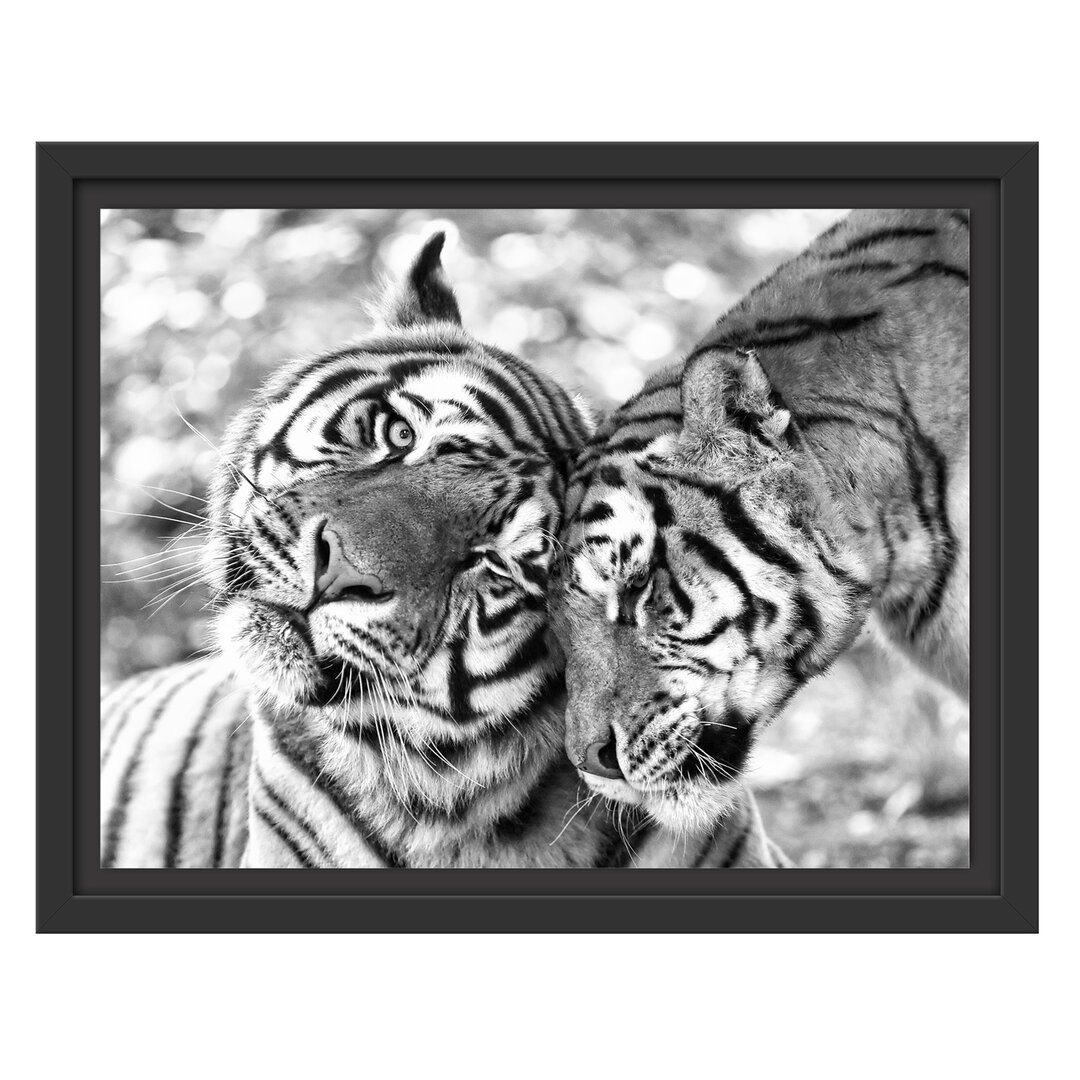 Gerahmtes Wandbild Zwei liebkosende Tiger Kunst B&W