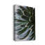 Zen succulent II-reproduction de photo sur toile tendue-82343818