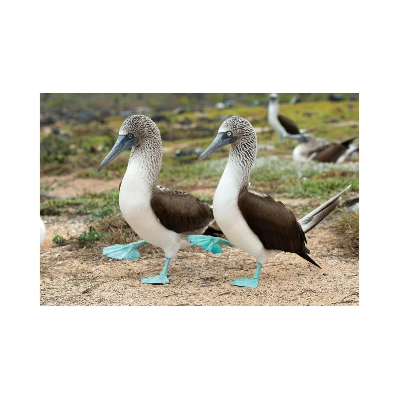 Blue-Footed Booby Pair In Courtship Dance, Santa Cruz Island, Galapagos Islands, Ecuador by Tui De Roy - Wrapped Canvas Print