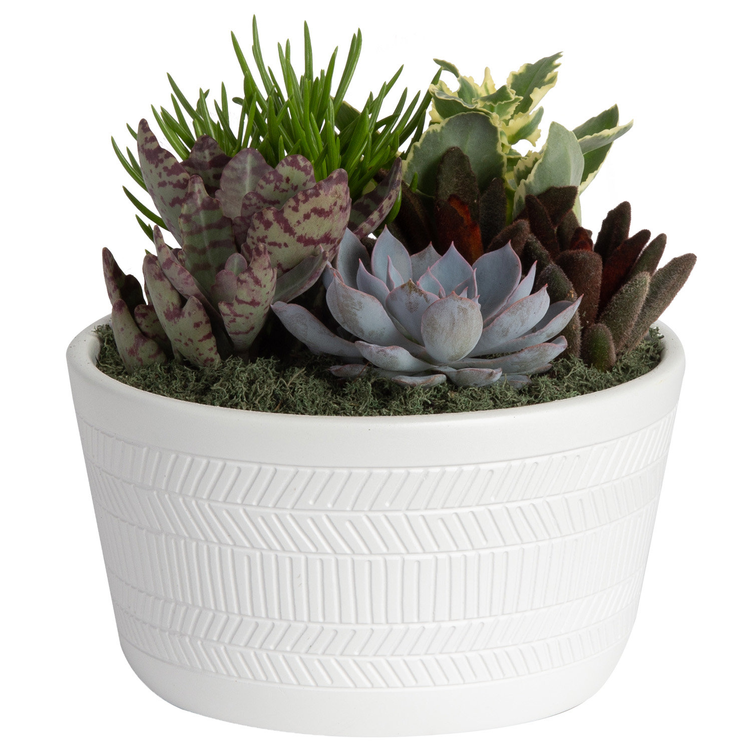 Succulent Plant in Pot Williston Forge