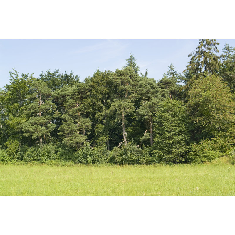 Border Of A Wood by Prill - Wrapped Canvas Print, 30cm H x 46cm W