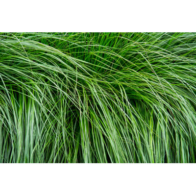 Waved Long Grass by Beeldbewerking