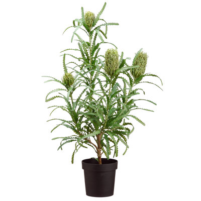43" Blooming Banksia Bush X4 In Pot Green Gray