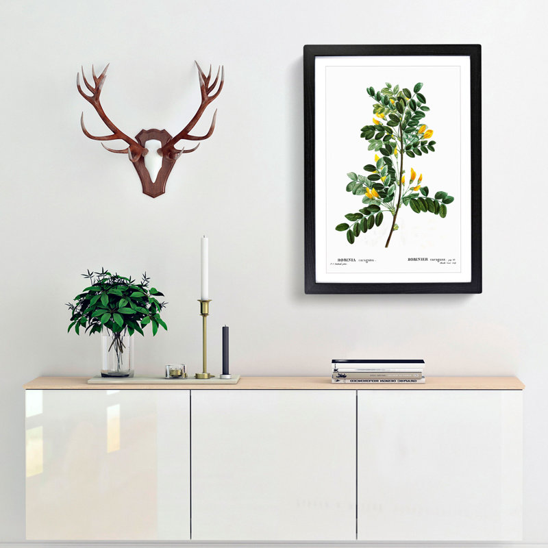 Siberian Pea Tree Flowers by Pierre-Joseph Redoute - Picture Frame Painting Print, Black Framed, 36cm H x 27cm W x 2cm D
