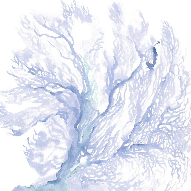 Navy Sea Fan II by Jennifer Paxton Parker - Wrapped Canvas Painting, 91cm H x 91cm W