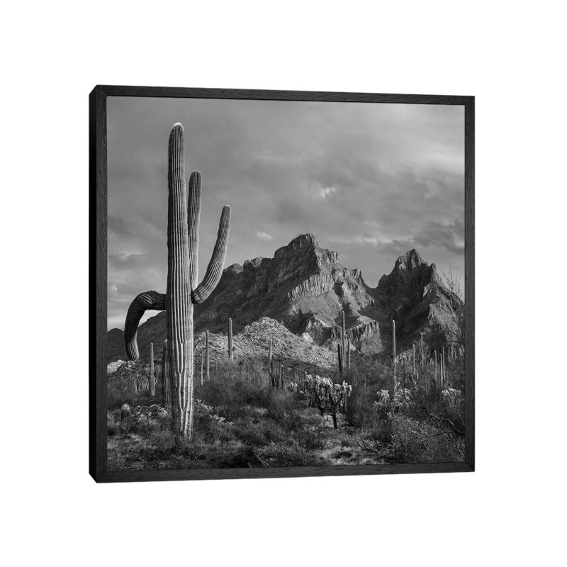 Saguaro Cacti, Ajo Mountains, Organ Pipe Cactus National Monument, Arizona by Tim Fitzharris - Gallery-Wrapped Canvas Giclée on Canvas