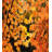 Fall Modern & Contemporary Polyester Duvet Cover-1638732726
