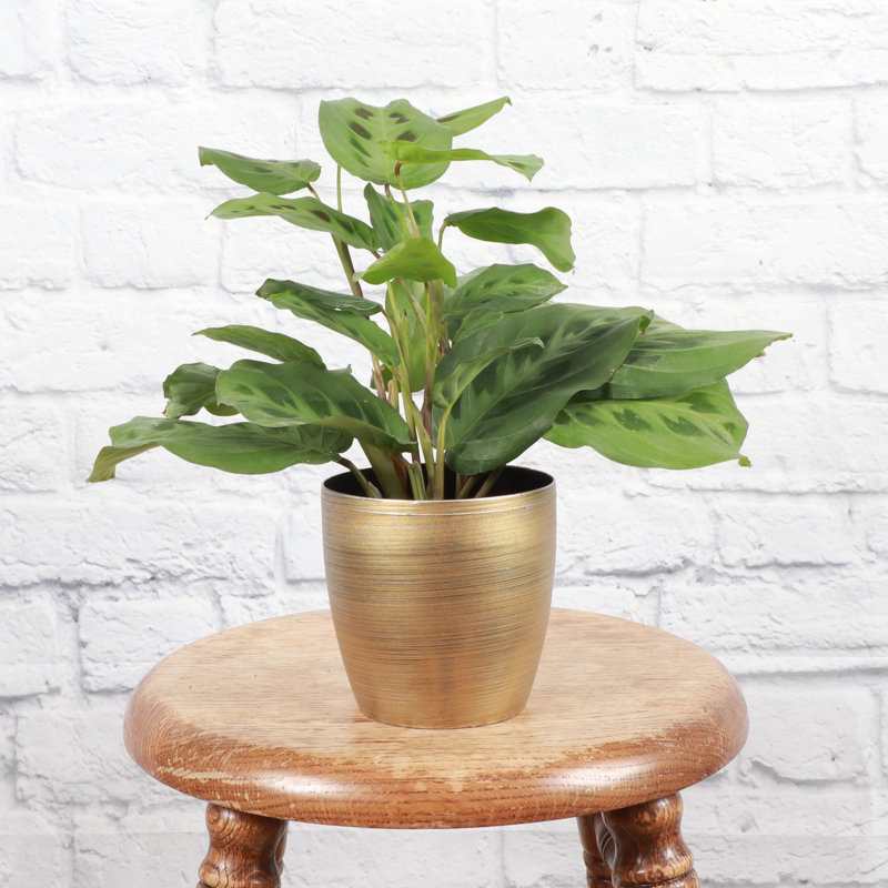 Live Green Prayer Plant in Classic Pot