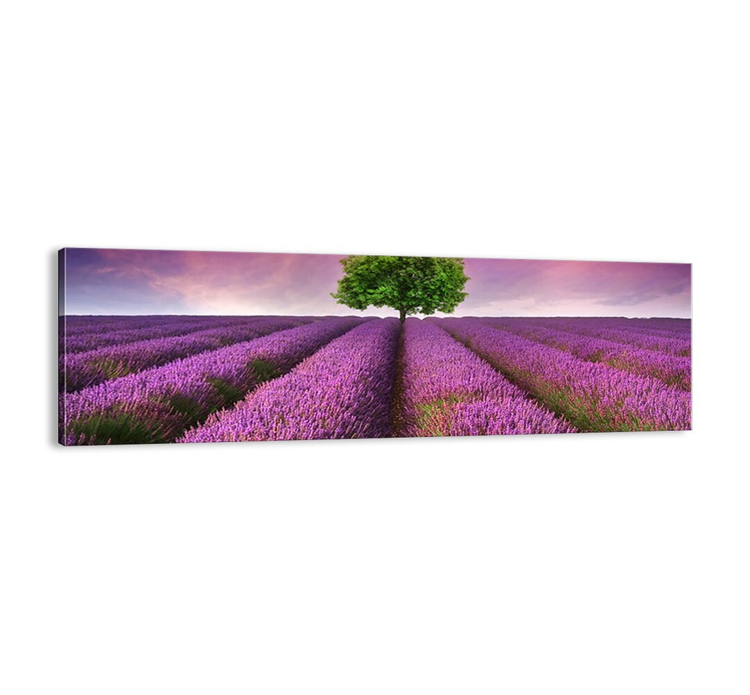 Leinwandbild - Fotografie „In Lavender Fields”