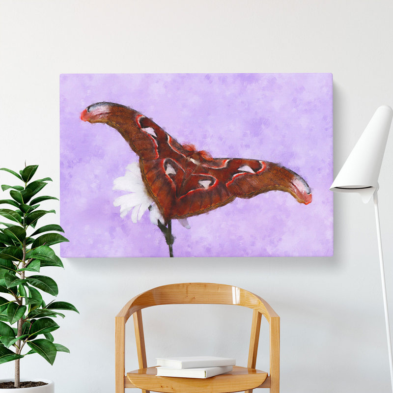 Moth On A White Flower - Wrapped Canvas Print, 50cm H x 76cm W x 3cm D