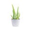 Aloe Succulent in Planter