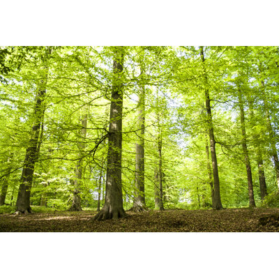 «Dancing Trees In The Green Forest» - Photographie sur toile tendue