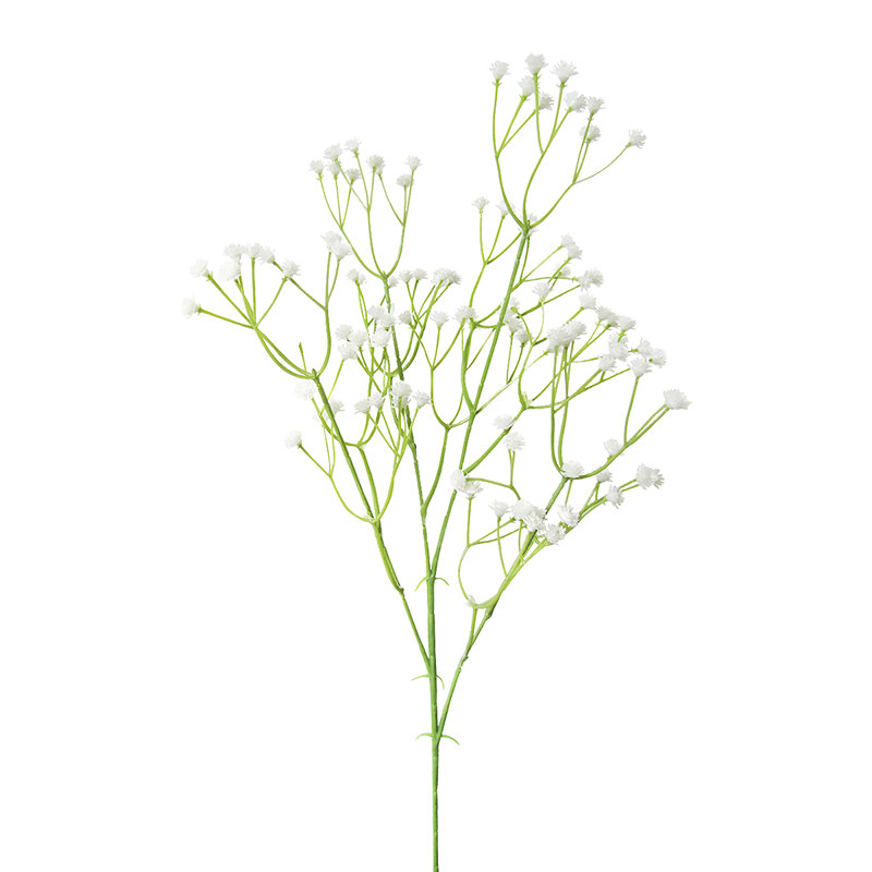 Gipsophila fleur pour bébé