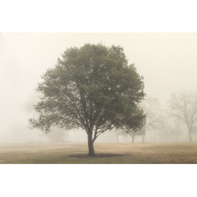 Trees in the Fog I by Dianne Poinski - Photograph Print