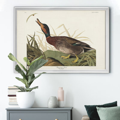 " Bemaculated Duck "