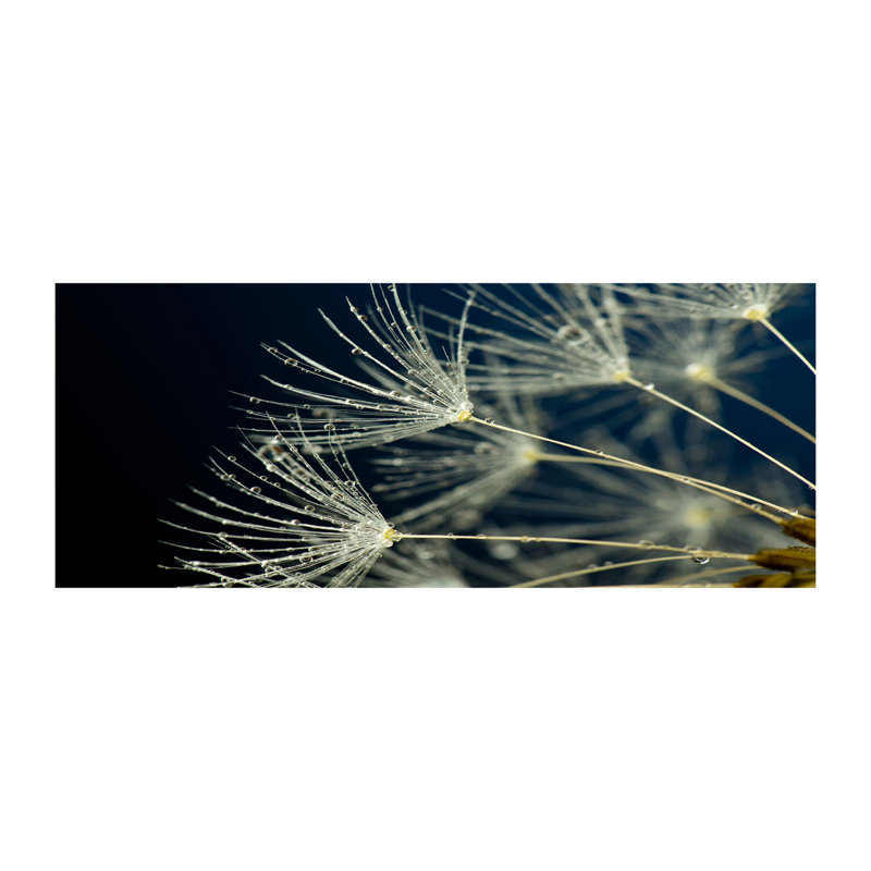 Dandelion Seeds - Wrapped Canvas Print