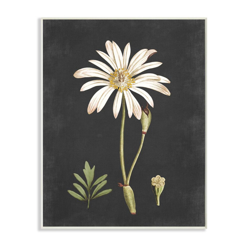 « botanique drawing white on black design », impression, Plaque murale, H 15 po x l 10 po